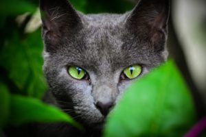 cat, Color, Green, Eyes