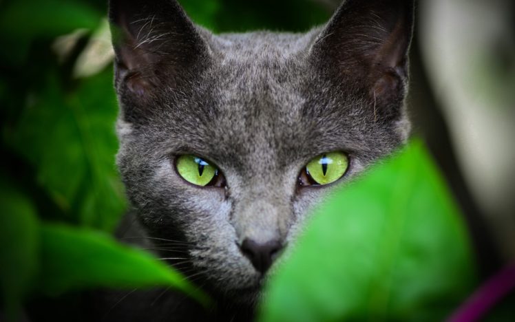 cat, Color, Green, Eyes HD Wallpaper Desktop Background
