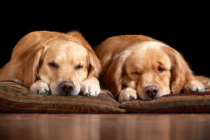 dogs, Home, Comfort, Cute, Mood