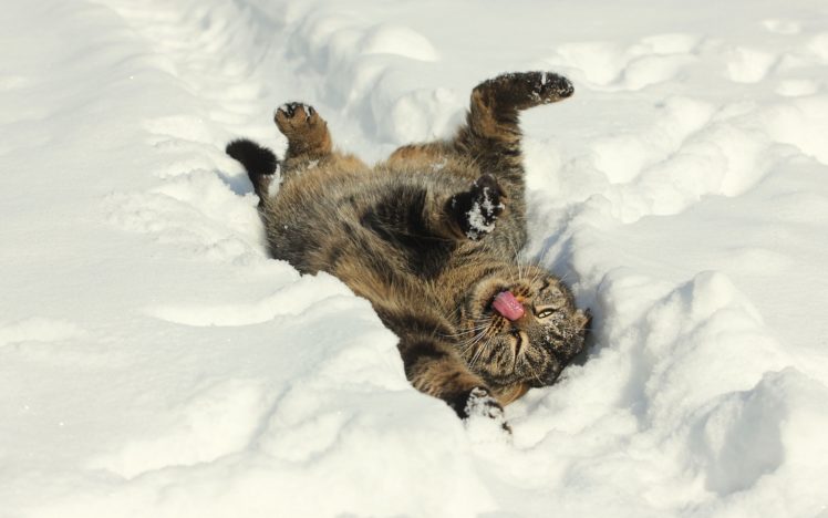 cat, Snow, Winter, Mood HD Wallpaper Desktop Background
