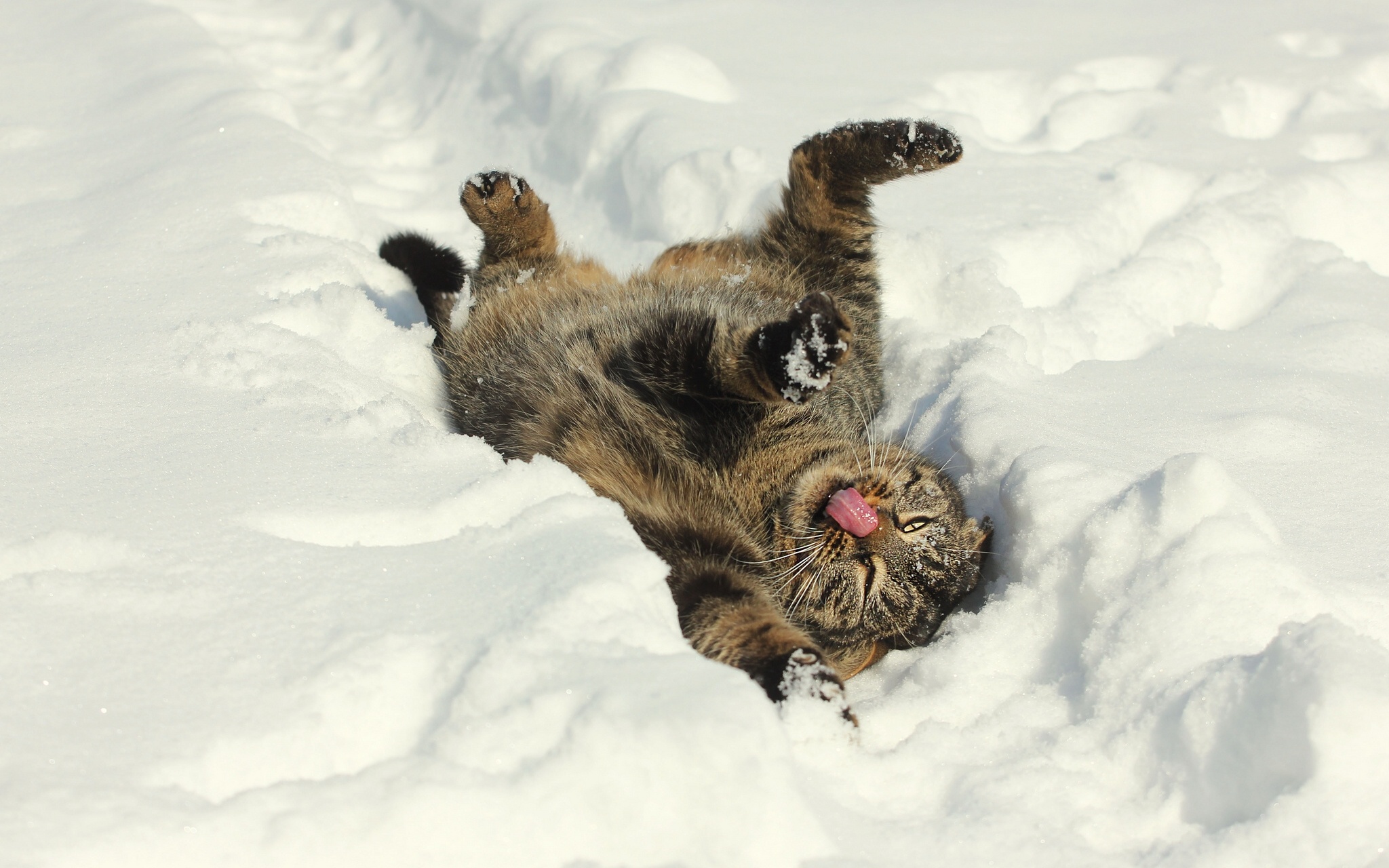 cat, Snow, Winter, Mood Wallpaper