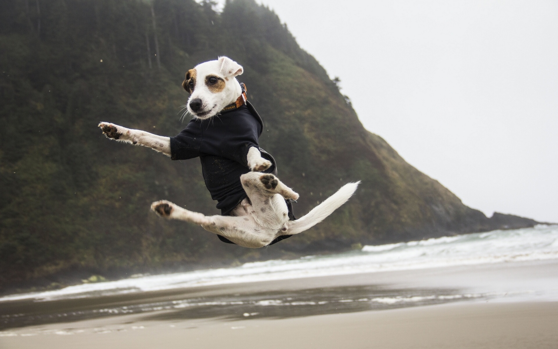 jack, Russell, Terrier, Humor, Jump, Dog Wallpaper
