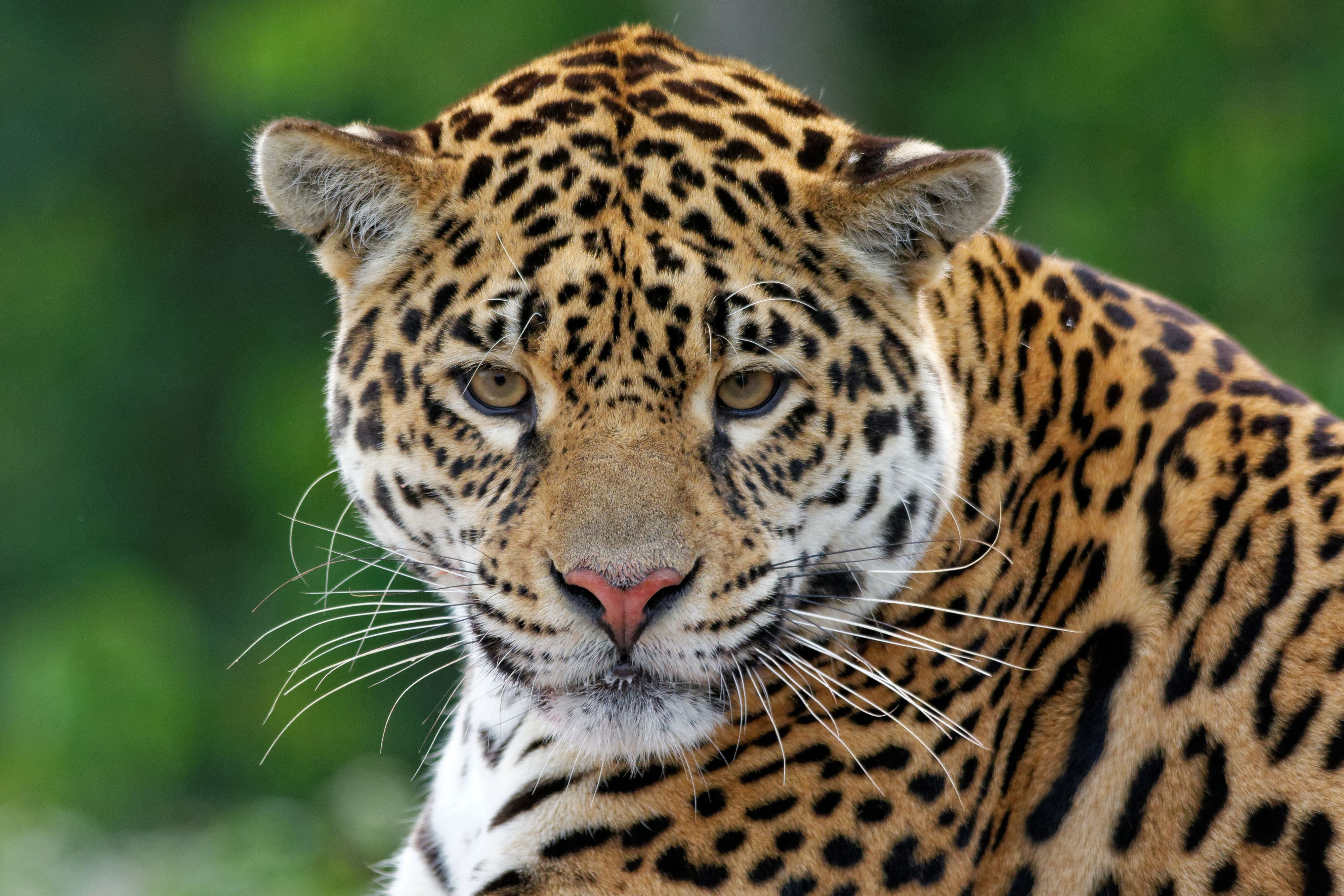 leopard, Muzzle, Eyes Wallpaper