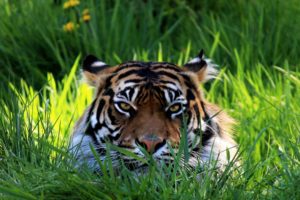 tiger, Face, Eyes, Grass