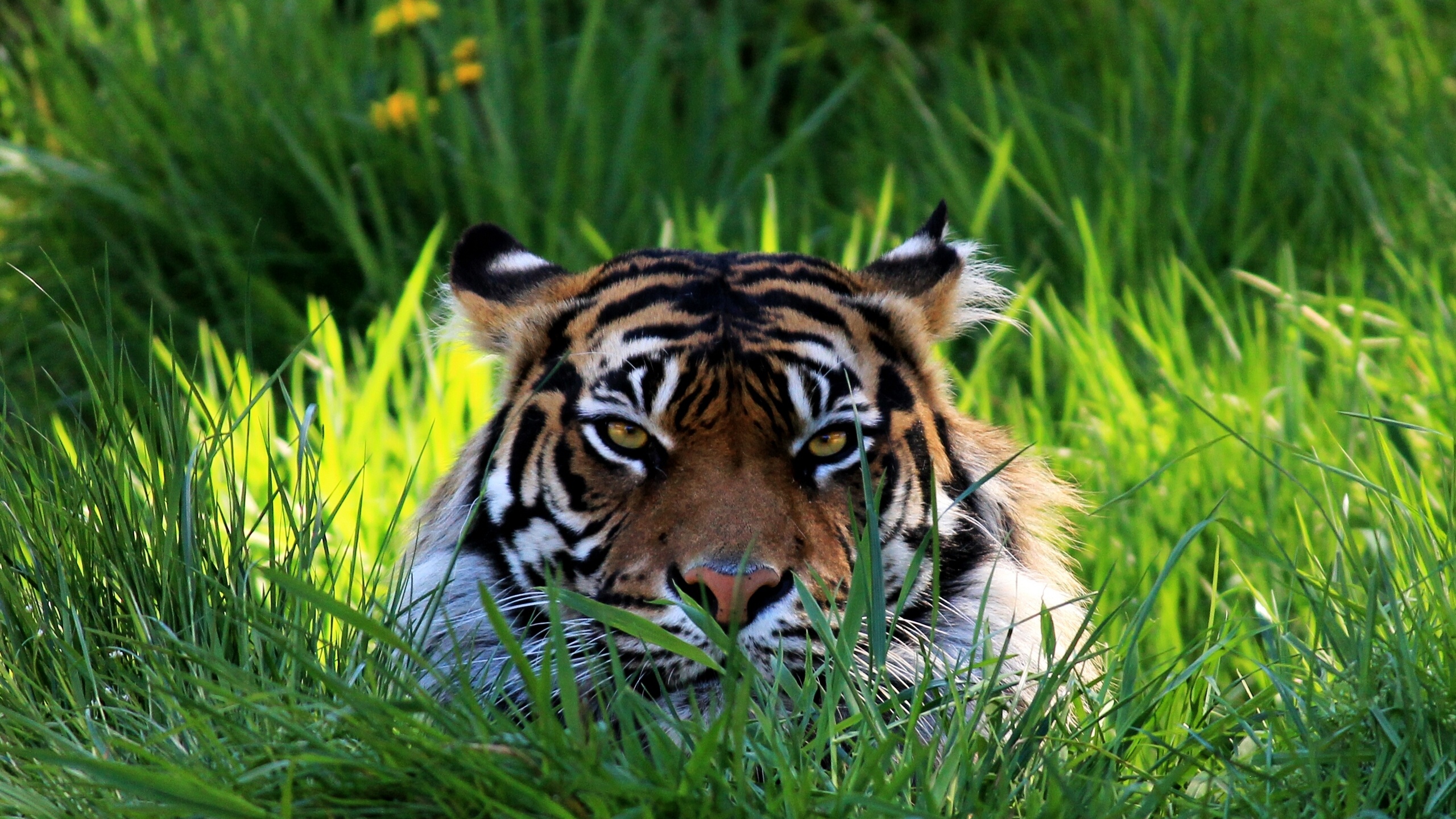 tiger, Face, Eyes, Grass Wallpaper