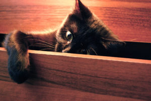cat, In, A, Drawer