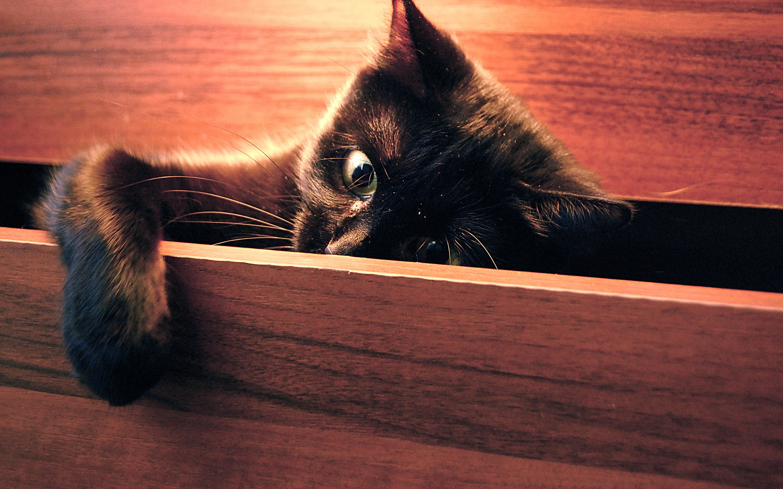 cat, In, A, Drawer Wallpapers HD / Desktop and Mobile Backgrounds