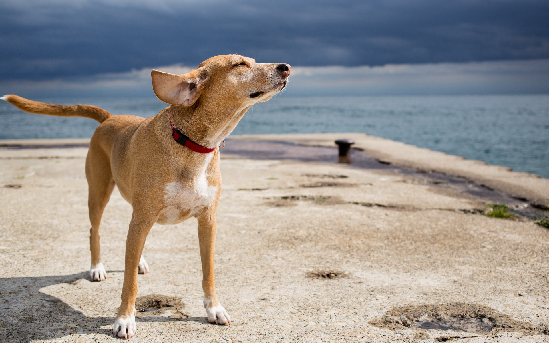 dog, Sea Wallpaper