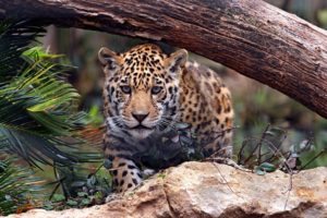 jaguar, Jungle