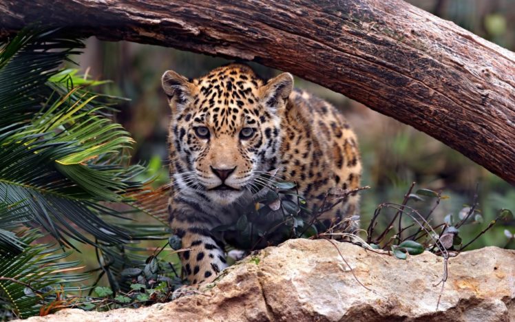jaguar, Jungle HD Wallpaper Desktop Background