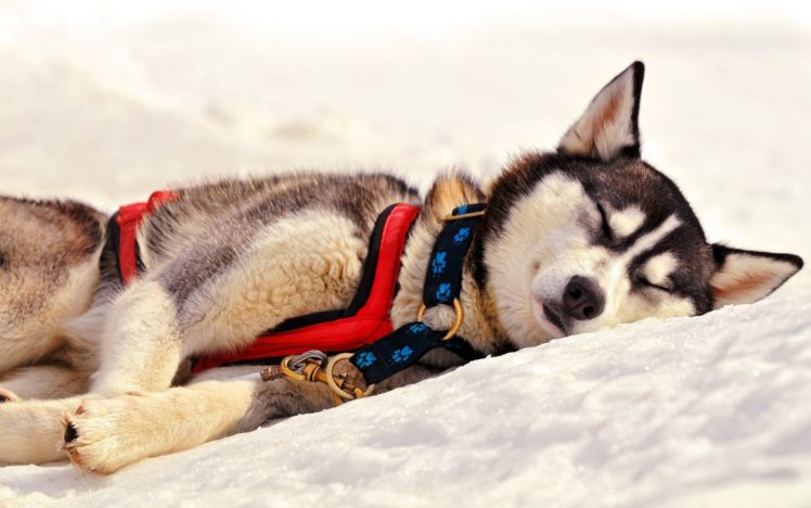 snow, Animals, Dogs, Outdoors, Pets HD Wallpaper Desktop Background