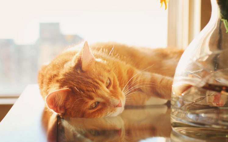 cats, Animals, Sunlight, Kittens, Laying, On, Side HD Wallpaper Desktop Background