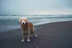 beach, Dog, Sea, Ocean, Mood