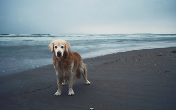 beach, Dog, Sea, Ocean, Mood HD Wallpaper Desktop Background