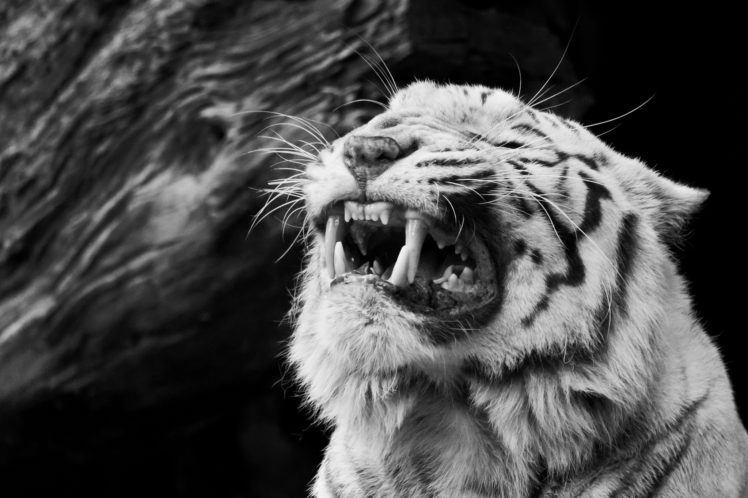 big, Cats, Tigers, Roar, Teeth, Animals, Tiger, B w HD Wallpaper Desktop Background