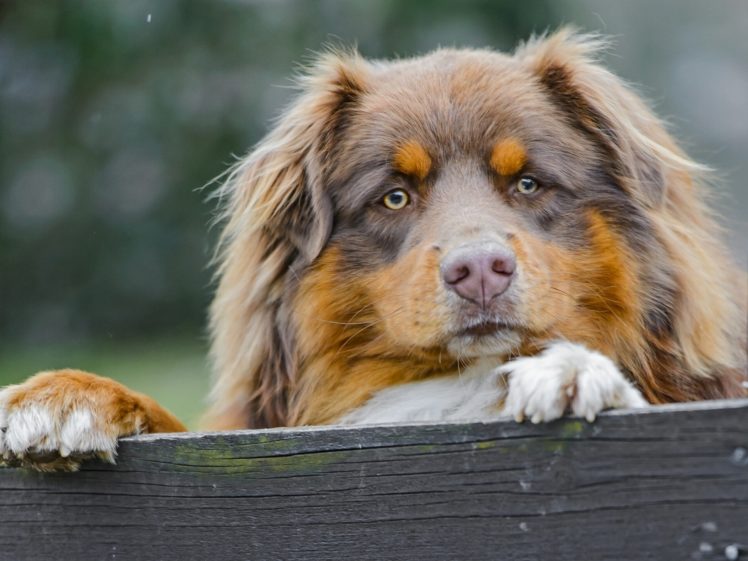 dogs, Glance, Snout, Animals HD Wallpaper Desktop Background