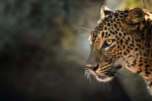 leopard, Animal, Cat