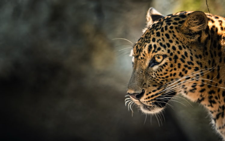 leopard, Animal, Cat HD Wallpaper Desktop Background