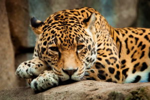 cats, Jaguars, Glance, Animals, Jaguar