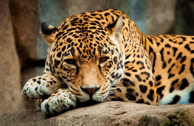 cats, Jaguars, Glance, Animals, Jaguar HD Wallpaper Desktop Background