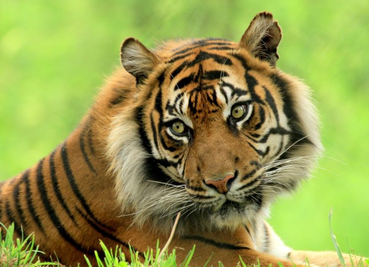 cats, Tigers, Glance, Animals, Tiger HD Wallpaper Desktop Background