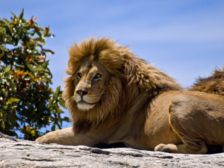 cats, Lions, Animals, Lion HD Wallpaper Desktop Background