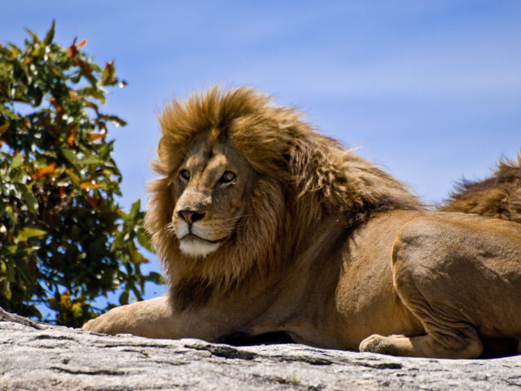 Lion guard vore