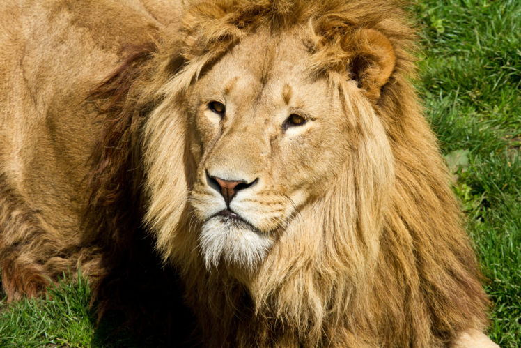 cats, Lions, Glance, Animals, Lion HD Wallpaper Desktop Background