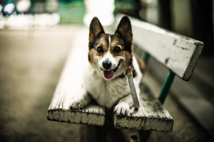 dogs, Bench, Glance, Animals HD Wallpaper Desktop Background