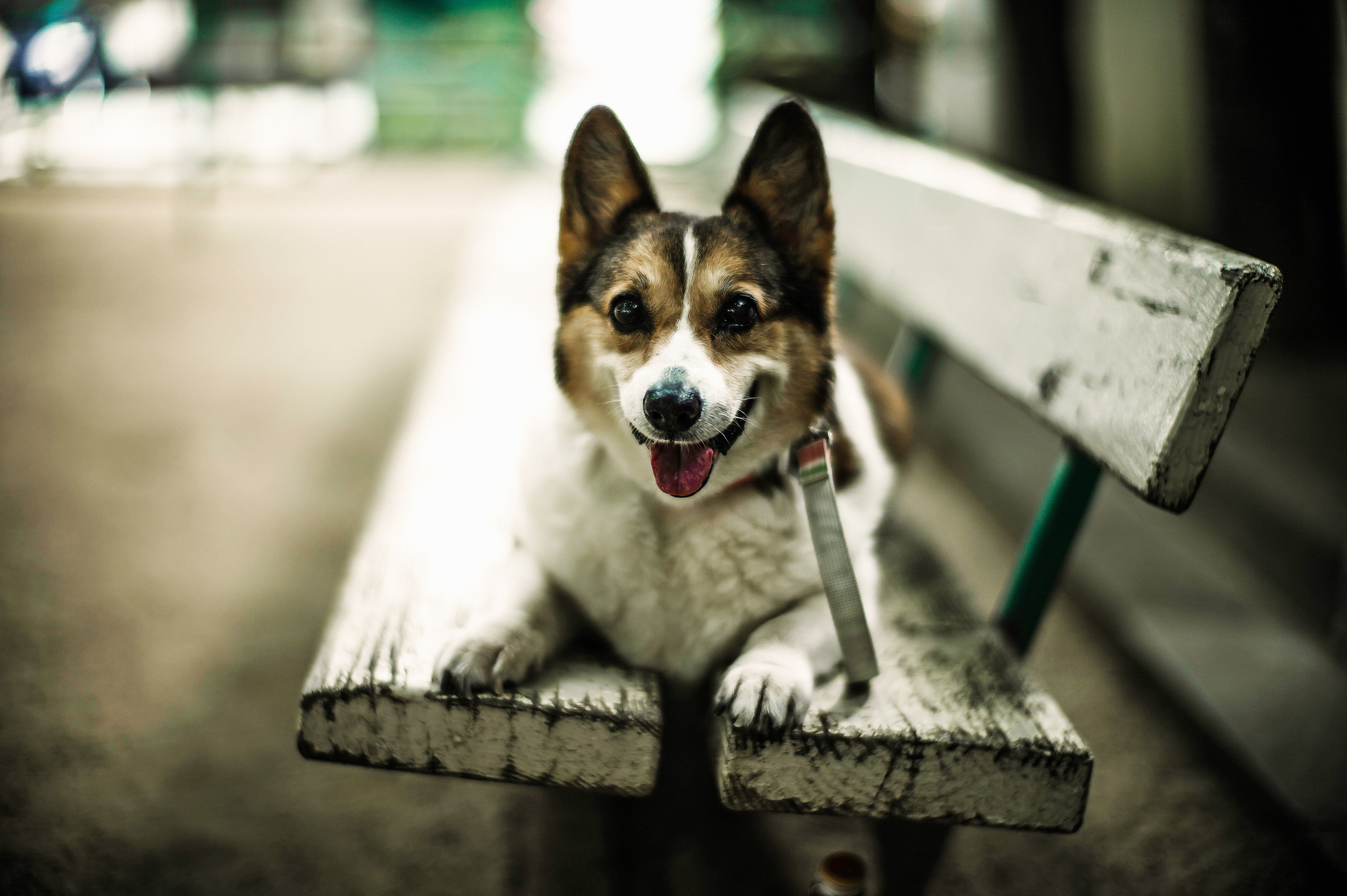 dogs, Bench, Glance, Animals Wallpaper