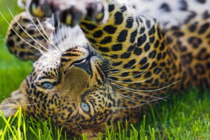 grass, Game, Leopard