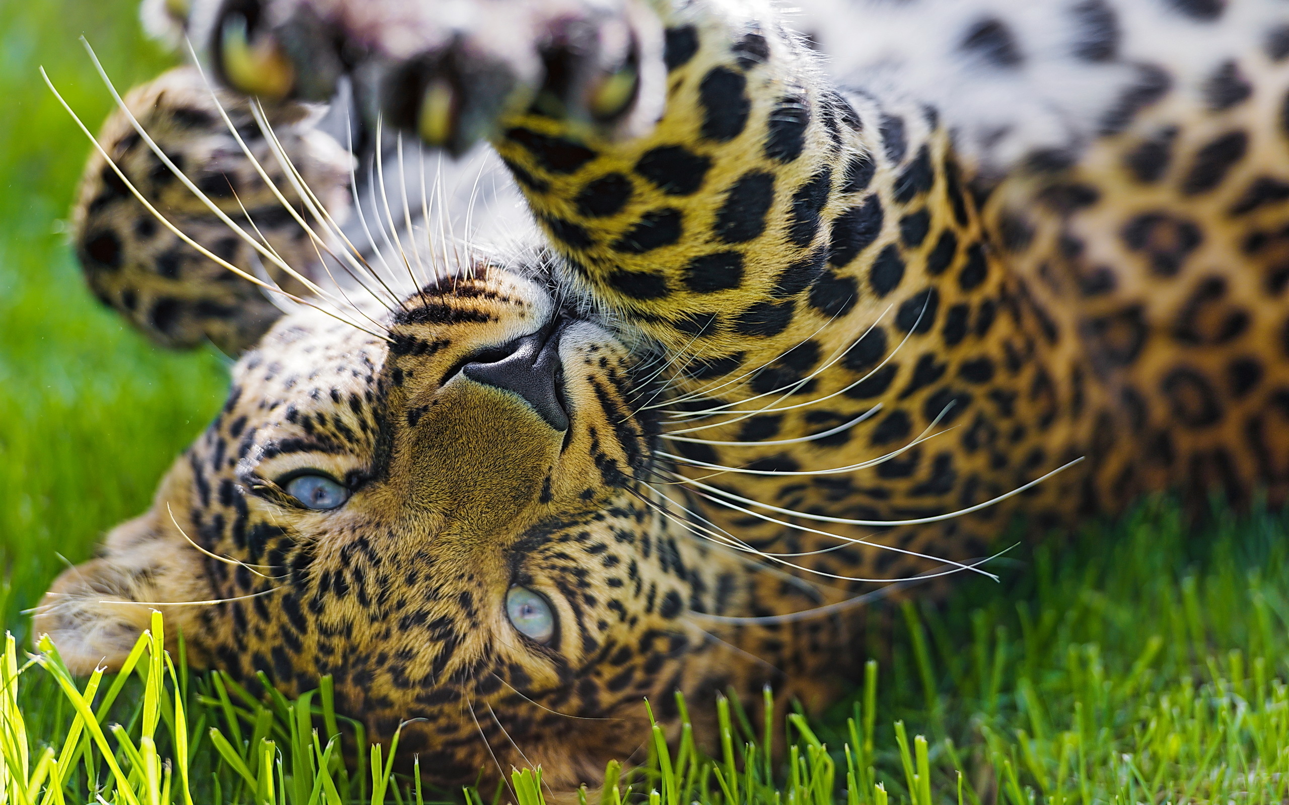 grass, Game, Leopard Wallpaper