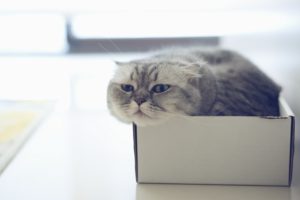 scottish, Fold, Cat, Box