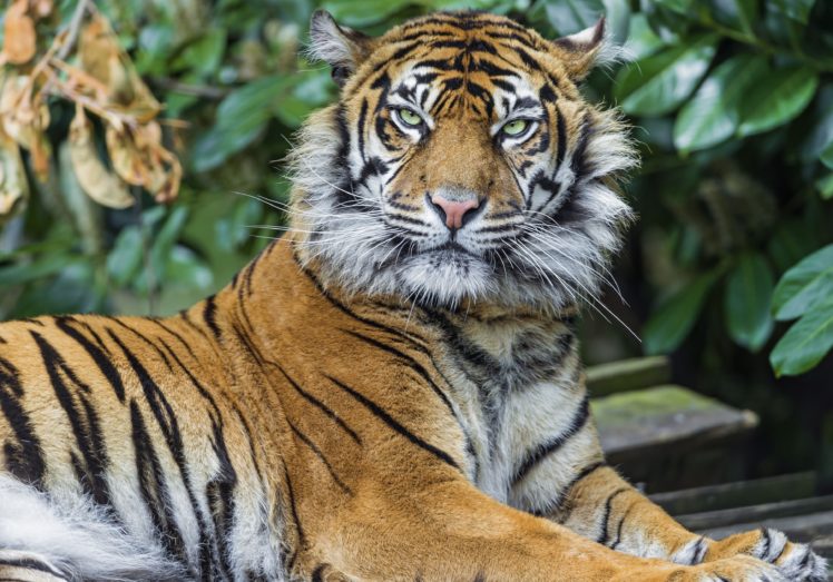 tiger, Predator, Look HD Wallpaper Desktop Background
