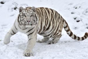 tiger, Predator, Snow, Winter