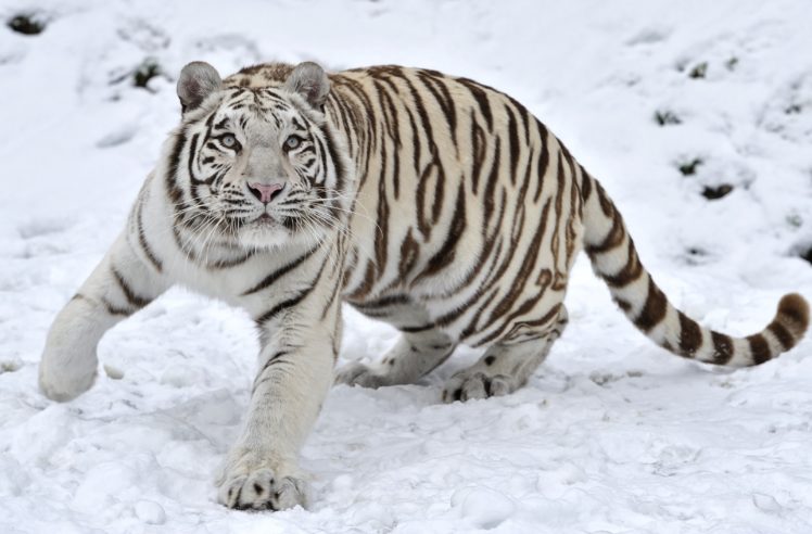 tiger, Predator, Snow, Winter HD Wallpaper Desktop Background