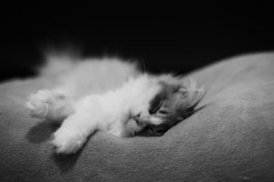 cat, Sleeps, Monochrome, Cats