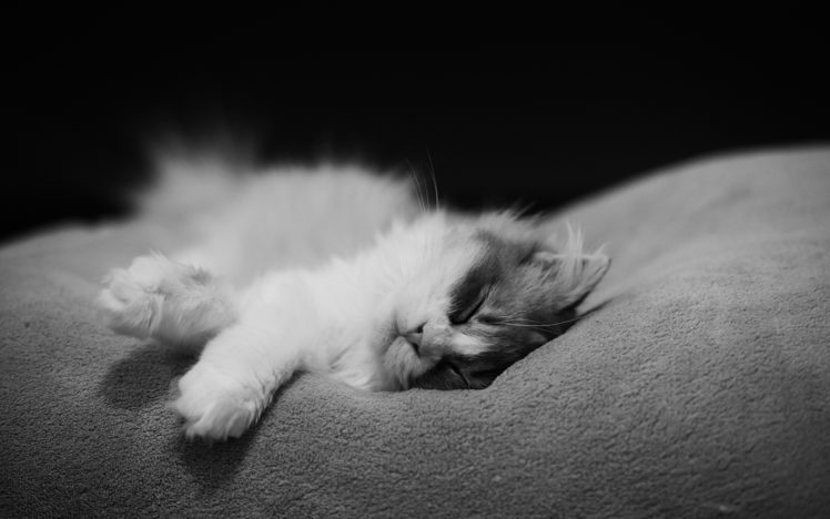 cat, Sleeps, Monochrome, Cats HD Wallpaper Desktop Background