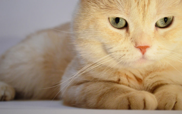 cat, Light, Lying, Animals, Cats HD Wallpaper Desktop Background
