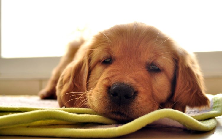 animals, Dogs, Puppies, Sleepy HD Wallpaper Desktop Background