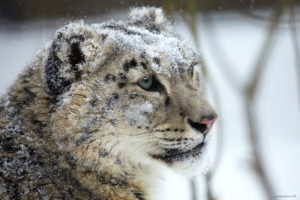 snow, Leopard, Face, Eye, Predator, Winter