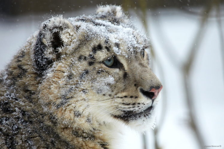 snow, Leopard, Face, Eye, Predator, Winter HD Wallpaper Desktop Background