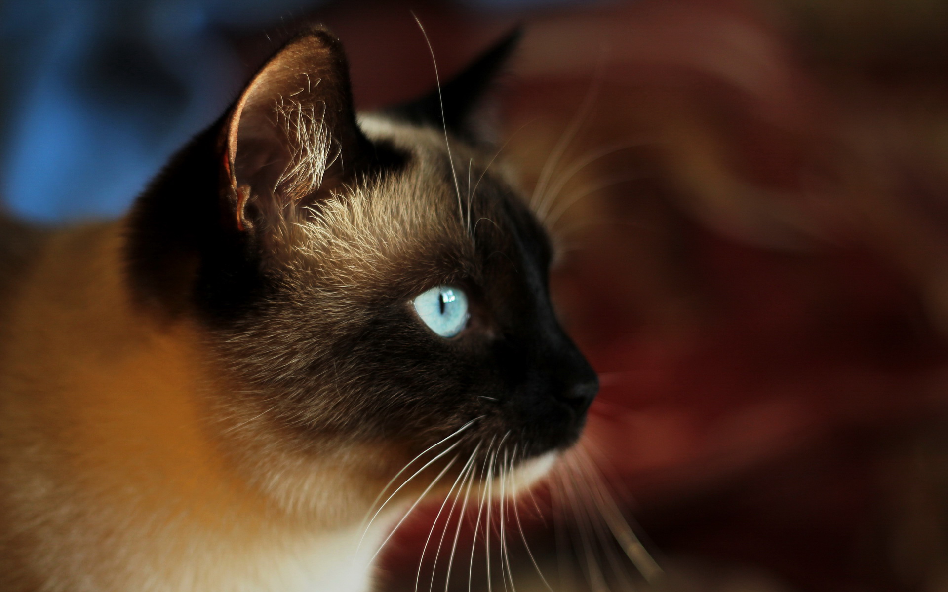 cat, Cats Wallpaper