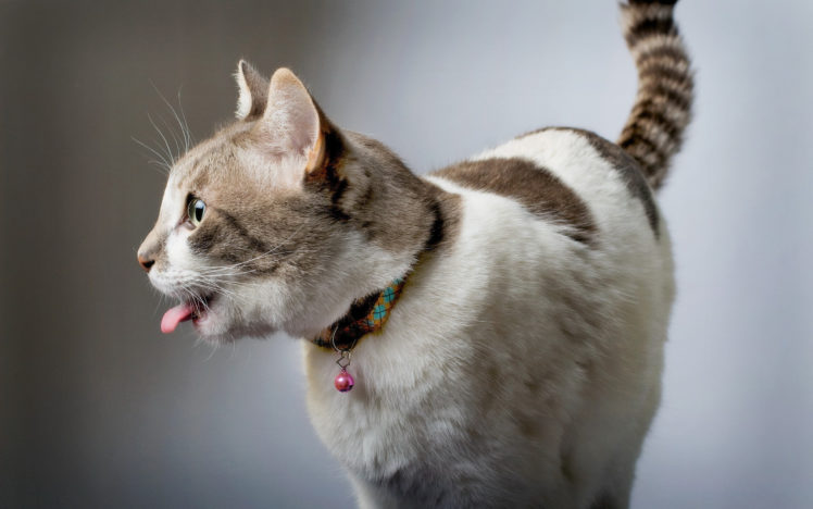 cute, Cat, Tongue HD Wallpaper Desktop Background
