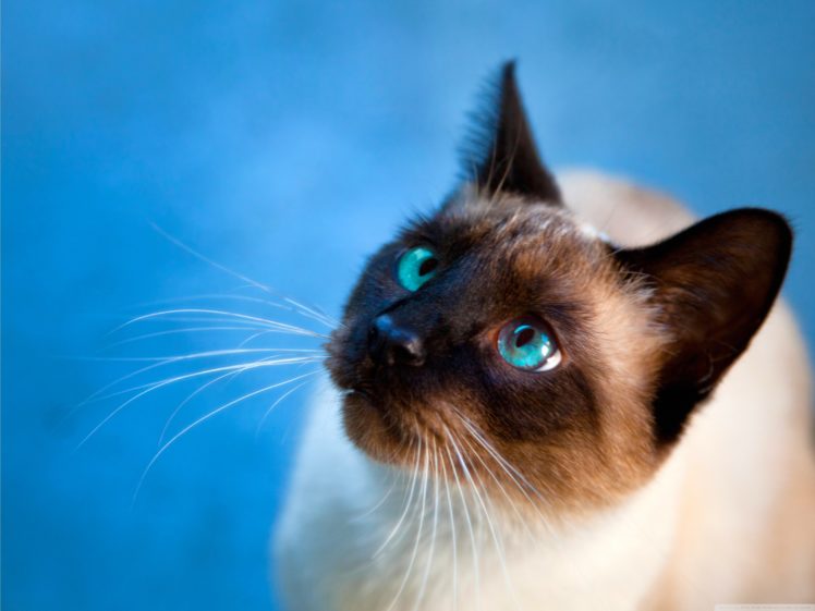 cats, Blue, Eyes, Animals, Siamese, She HD Wallpaper Desktop Background