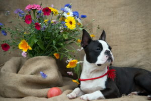 boston, Terrier, Flowers, Dog