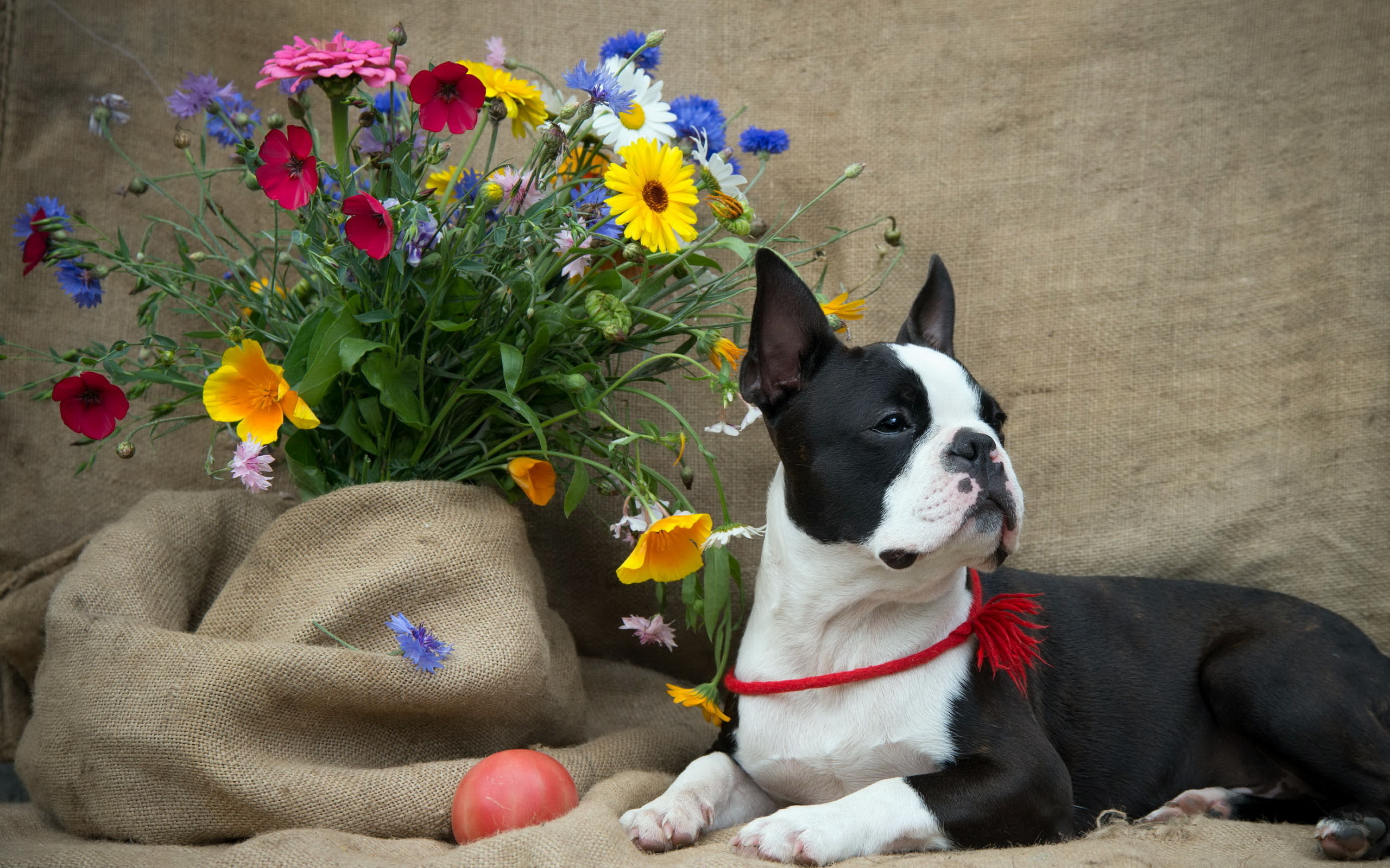 boston, Terrier, Flowers, Dog