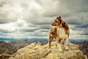 dog, Friend, Mountains