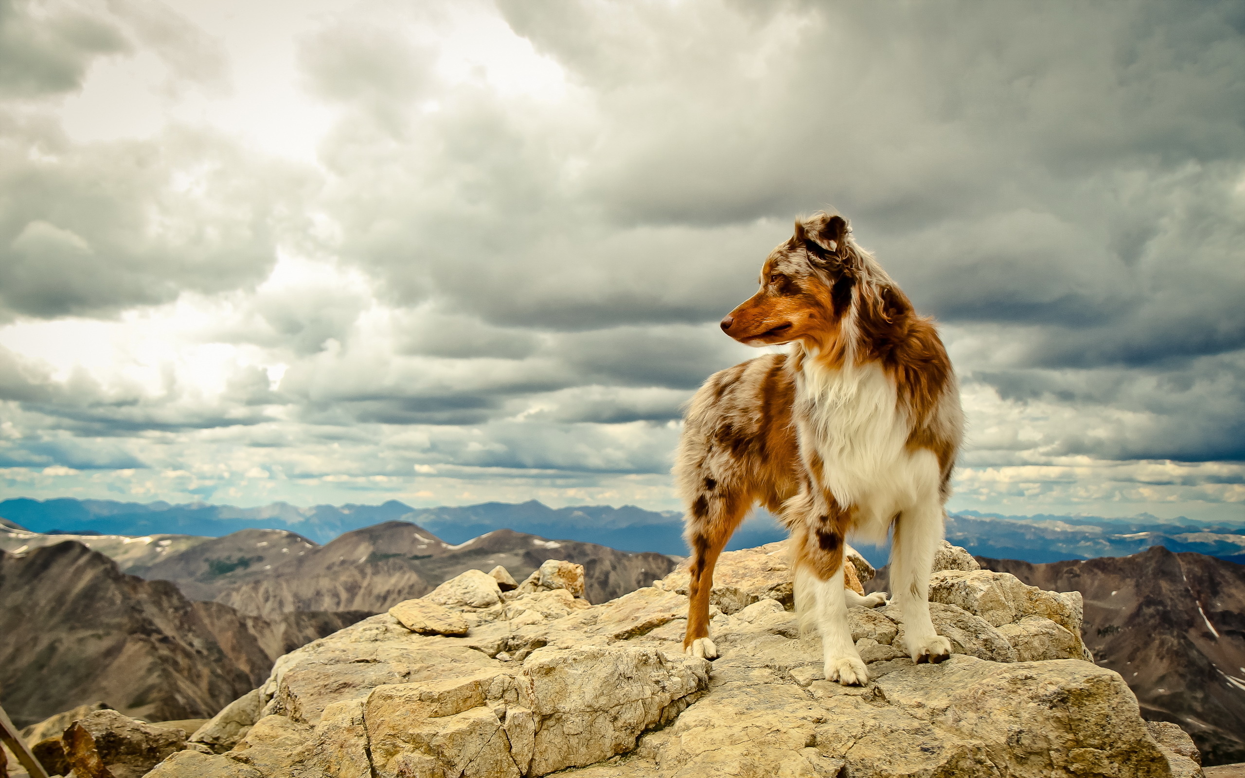 dog, Friend, Mountains Wallpaper