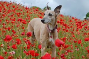 field, Poppies, Dog